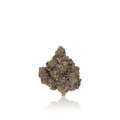 Exotic Flower