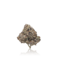 Exotic Flower