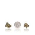 Exotic Smalls