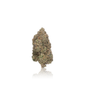 Exotic Flower