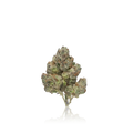 Exotic Flower
