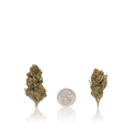 Bulk Budget