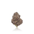 Exotic Flower