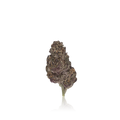 Premium Flower
