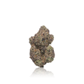 Exotic Flower