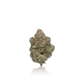 Exotic Flower