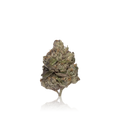 Exotic Flower
