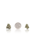 Exotic Smalls