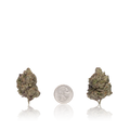 Exotic Flower