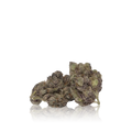 Exotic Flower
