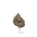 Exotic Flower