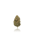 Exotic Flower