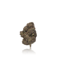 Exotic Flower