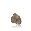 Exotic Flower