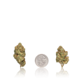 Budget Flower