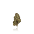 Budget Flower