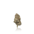 Exotic Flower