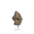 Exotic Flower