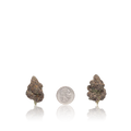 Premium Flower