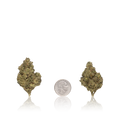 Budget Flower