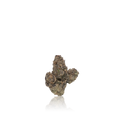 Exotic Flower