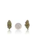 Bulk Premium