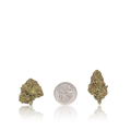Bulk Premium