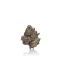 Exotic Flower