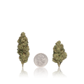 Bulk Premium