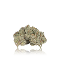 Exotic Flower