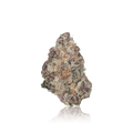 Exotic Flower