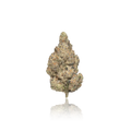 Exotic Flower