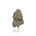 Exotic Flower