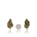 Premium Flower