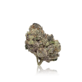 Exotic Flower