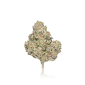 Exotic Flower