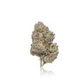 Exotic Flower
