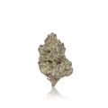 Exotic Flower