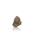 Exotic Flower