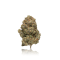 Exotic Flower