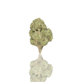 Budget Flower