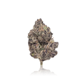Exotic Flower