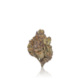 Exotic Flower