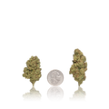 Bulk Premium