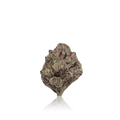 Exotic Flower
