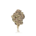 Exotic Flower
