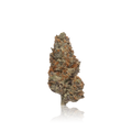 Exotic Flower