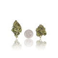 Budget Flower