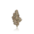 Exotic Flower