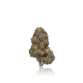 Exotic Flower